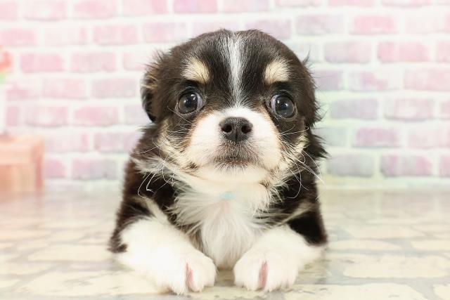新潟県のチワワ(ロング) (Coo&RIKU長岡店/2025年6月7日生まれ/男の子/ブラックタンホワイト)の子犬の1枚目の画像