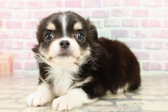 新潟県のチワワ(ロング) (Coo&RIKU長岡店/2025年6月7日生まれ/男の子/ブラックタンホワイト)の子犬の2枚目の画像