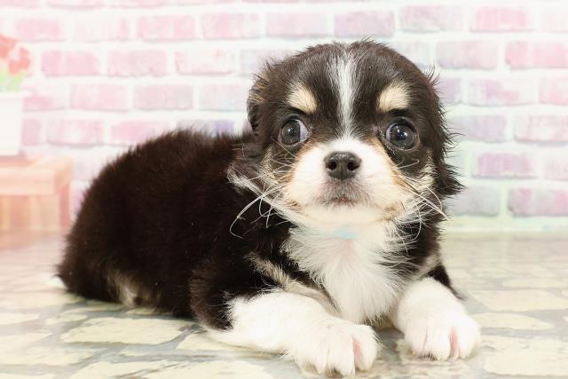 新潟県のチワワ(ロング) (Coo&RIKU長岡店/2025年6月7日生まれ/男の子/ブラックタンホワイト)の子犬の3枚目の画像