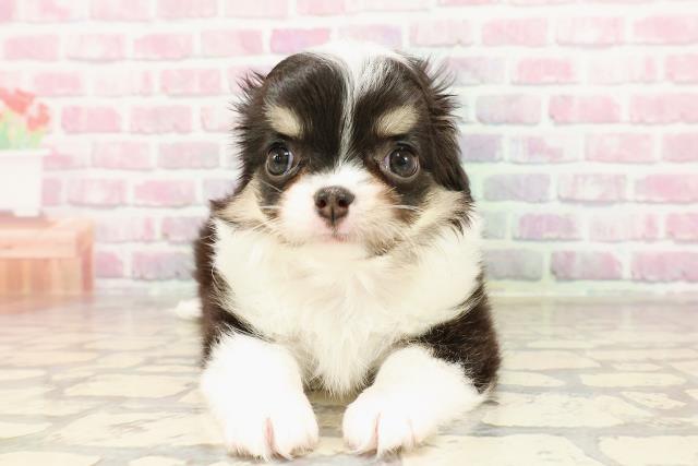 北海道のチワワ(ロング) (Coo&RIKU帯広店/2025年6月7日生まれ/女の子/ブラックタンホワイト)の子犬の1枚目の画像