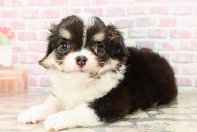 北海道のチワワ(ロング) (Coo&RIKU帯広店/2025年6月7日生まれ/女の子/ブラックタンホワイト)の子犬の2枚目の画像