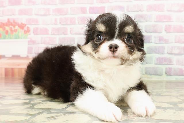 北海道のチワワ(ロング) (Coo&RIKU帯広店/2025年6月7日生まれ/女の子/ブラックタンホワイト)の子犬の3枚目の画像