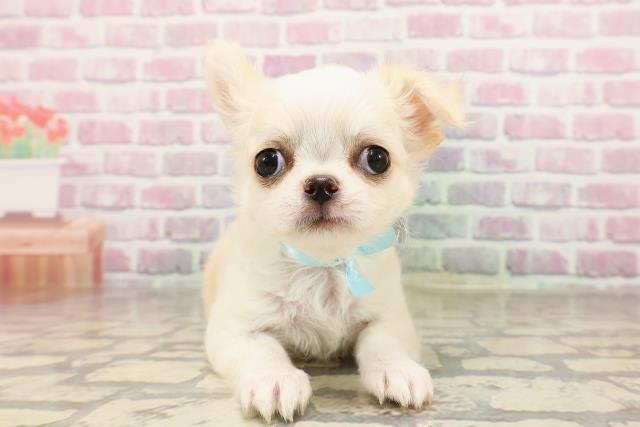 東京都のチワワ(ロング) (Coo&RIKU武蔵小山店/2025年6月5日生まれ/男の子/クリーム)の子犬の1枚目の画像