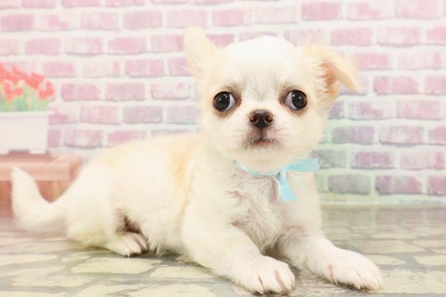 東京都のチワワ(ロング) (Coo&RIKU武蔵小山店/2025年6月5日生まれ/男の子/クリーム)の子犬の3枚目の画像