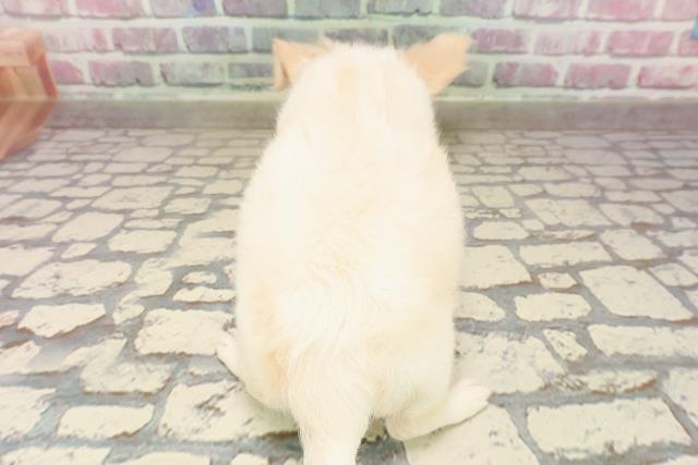 東京都のチワワ(ロング) (Coo&RIKU武蔵小山店/2025年6月5日生まれ/男の子/クリーム)の子犬の4枚目の画像