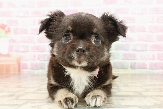 福島県のチワワ(ロング) (Coo&RIKUいわき店/2025年6月6日生まれ/女の子/ブラックホワイト)の子犬の1枚目の画像