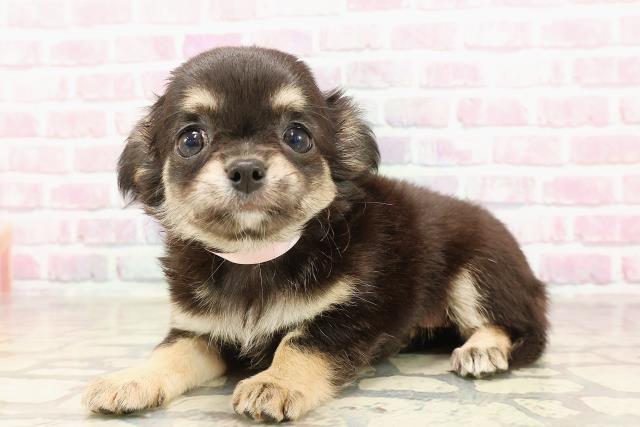 新潟県のチワワ(ロング) (Coo&RIKU新潟西店/2025年6月7日生まれ/女の子/ブラックホワイト)の子犬の2枚目の画像