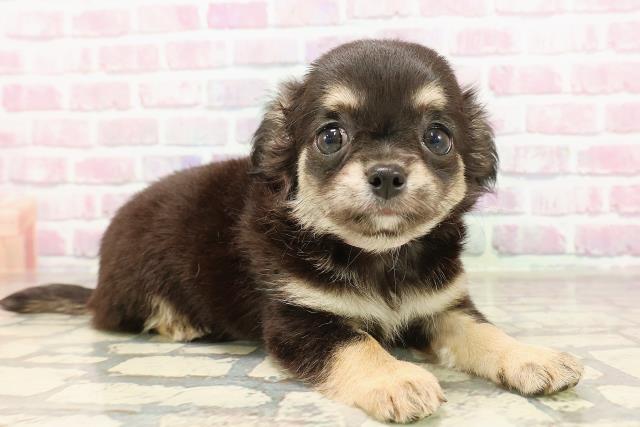 新潟県のチワワ(ロング) (Coo&RIKU新潟西店/2025年6月7日生まれ/女の子/ブラックホワイト)の子犬の3枚目の画像