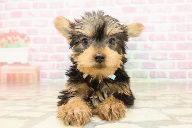 秋田県のヨークシャーテリア (Coo&RIKU秋田店/2025年6月8日生まれ/男の子/スチールブルータン)の子犬の1枚目の画像