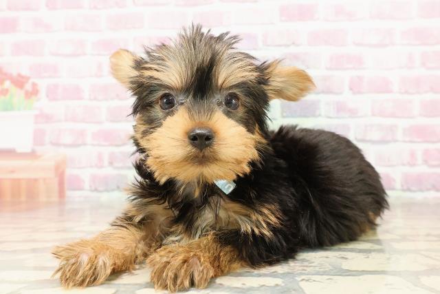 秋田県のヨークシャーテリア (Coo&RIKU秋田店/2025年6月8日生まれ/男の子/スチールブルータン)の子犬の2枚目の画像