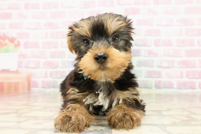 新潟県のヨークシャーテリア (Coo&RIKU新潟西店/2025年6月8日生まれ/男の子/スチールブルータン)の子犬の1枚目の画像