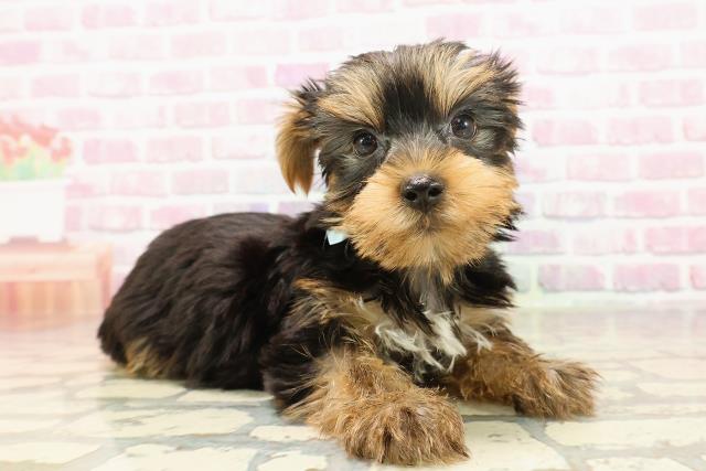 新潟県のヨークシャーテリア (Coo&RIKU新潟西店/2025年6月8日生まれ/男の子/スチールブルータン)の子犬の3枚目の画像
