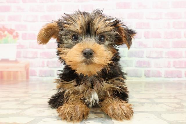 新潟県のヨークシャーテリア (Coo&RIKU長岡店/2025年6月8日生まれ/女の子/スチールブルータン)の子犬の1枚目の画像