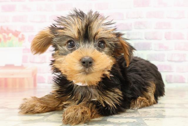 新潟県のヨークシャーテリア (Coo&RIKU長岡店/2025年6月8日生まれ/女の子/スチールブルータン)の子犬の2枚目の画像