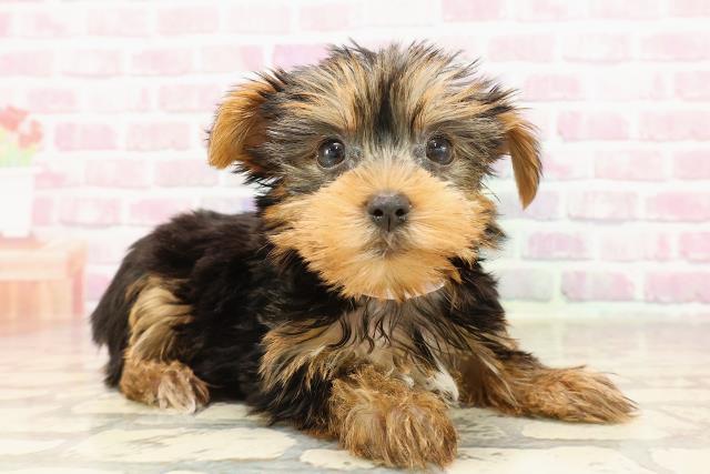 新潟県のヨークシャーテリア (Coo&RIKU長岡店/2025年6月8日生まれ/女の子/スチールブルータン)の子犬の3枚目の画像