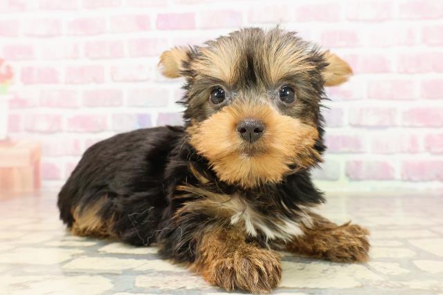 新潟県のヨークシャーテリア (Coo&RIKU上越店/2025年6月8日生まれ/女の子/スチールブルータン)の子犬の3枚目の画像