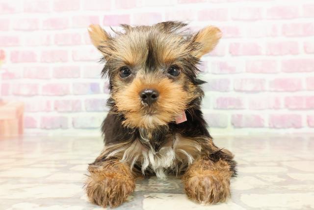 東京都のヨークシャーテリア (Coo&RIKU江戸川店/2025年6月8日生まれ/女の子/スチールブルータン)の子犬の1枚目の画像