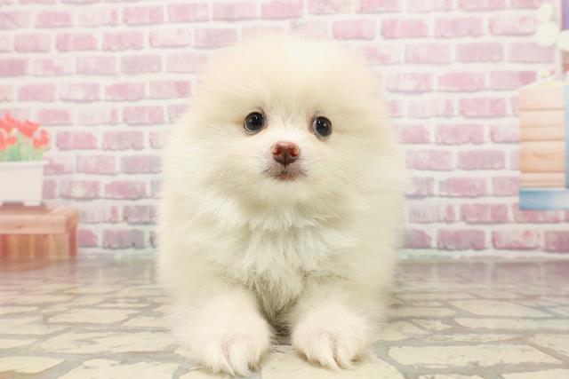 北海道のポメラニアン (Coo&RIKU函館店/2025年6月9日生まれ/男の子/クリーム)の子犬の1枚目の画像