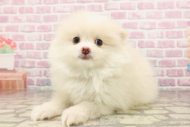 北海道のポメラニアン (Coo&RIKU函館店/2025年6月9日生まれ/男の子/クリーム)の子犬の2枚目の画像