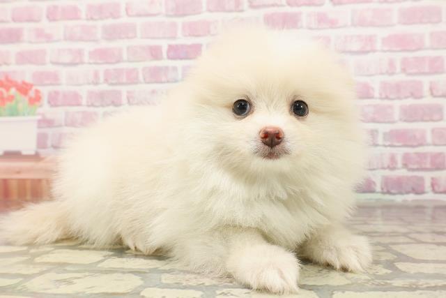 北海道のポメラニアン (Coo&RIKU函館店/2025年6月9日生まれ/男の子/クリーム)の子犬の3枚目の画像