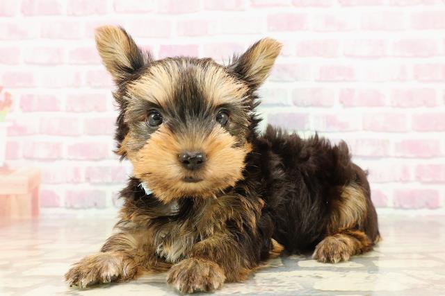 千葉県のヨークシャーテリア (Coo&RIKU市原店/2025年6月9日生まれ/男の子/スチールブルータン)の子犬の2枚目の画像