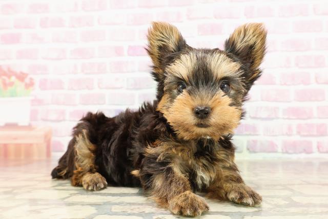 千葉県のヨークシャーテリア (Coo&RIKU市原店/2025年6月9日生まれ/男の子/スチールブルータン)の子犬の3枚目の画像