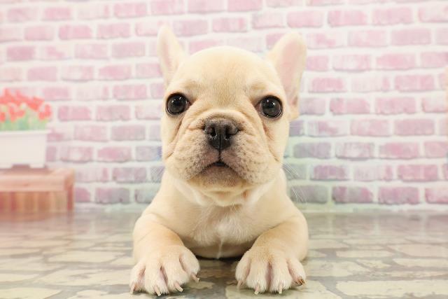 神奈川県のフレンチブルドッグ (Coo&RIKU相模原店/2025年5月24日生まれ/男の子/クリーム)の子犬