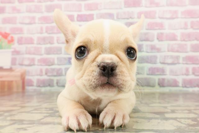 東京都のフレンチブルドッグ (Coo&RIKU浅草店/2025年6月1日生まれ/女の子/クリーム)の子犬