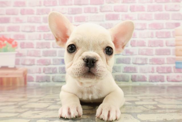 東京都のフレンチブルドッグ (Coo&RIKU下北沢店/2025年6月1日生まれ/女の子/クリーム)の子犬の1枚目の画像