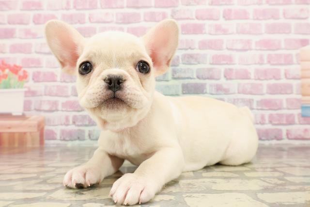 東京都のフレンチブルドッグ (Coo&RIKU下北沢店/2025年6月1日生まれ/女の子/クリーム)の子犬の2枚目の画像