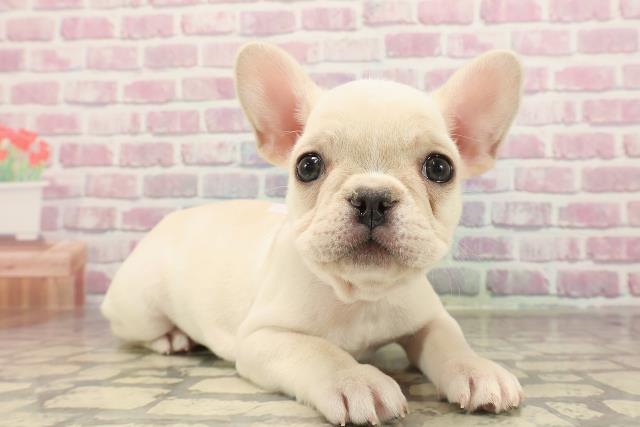 東京都のフレンチブルドッグ (Coo&RIKU下北沢店/2025年6月1日生まれ/女の子/クリーム)の子犬の3枚目の画像