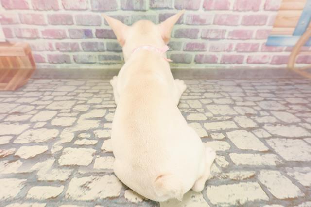 東京都のフレンチブルドッグ (Coo&RIKU下北沢店/2025年6月1日生まれ/女の子/クリーム)の子犬の4枚目の画像