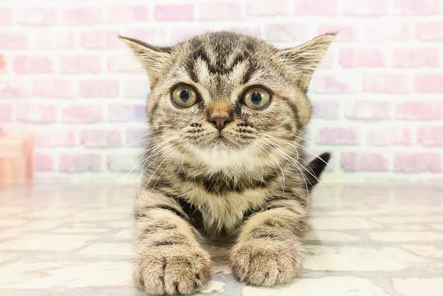 岩手県のミヌエット (Coo&RIKU一関店/2025年5月11日生まれ/女の子/ブラウンタビー)の子猫の1枚目の画像