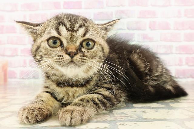 岩手県のミヌエット (Coo&RIKU一関店/2025年5月11日生まれ/女の子/ブラウンタビー)の子猫の2枚目の画像