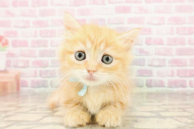 栃木県のマンチカン (Coo&RIKUFKDインターパーク店/2025年6月8日生まれ/男の子/レッドタビー)の子猫の1枚目の画像