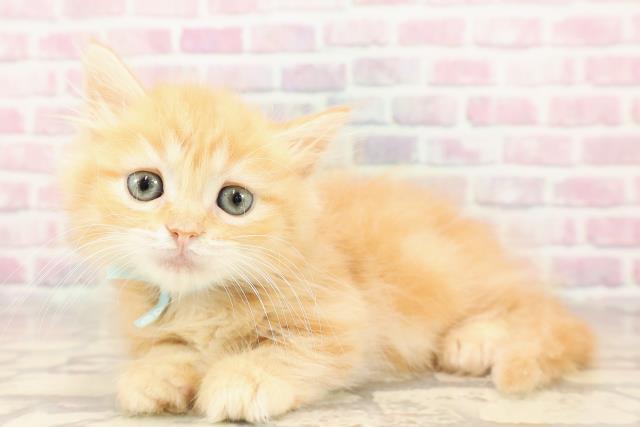 栃木県のマンチカン (Coo&RIKUFKDインターパーク店/2025年6月8日生まれ/男の子/レッドタビー)の子猫の2枚目の画像