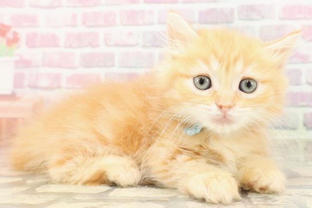 栃木県のマンチカン (Coo&RIKUFKDインターパーク店/2025年6月8日生まれ/男の子/レッドタビー)の子猫の3枚目の画像