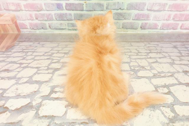 栃木県のマンチカン (Coo&RIKUFKDインターパーク店/2025年6月8日生まれ/男の子/レッドタビー)の子猫の4枚目の画像