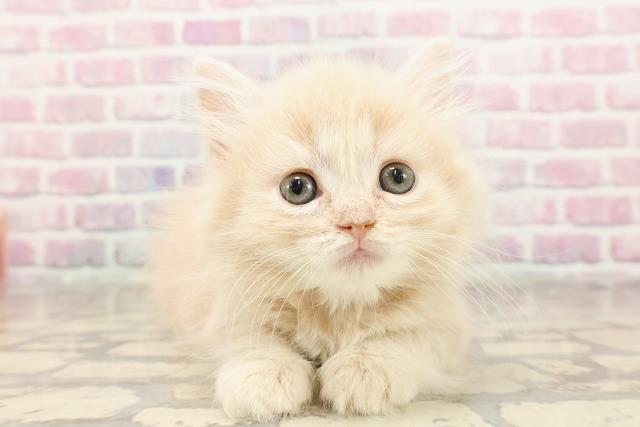 栃木県のマンチカン (Coo&RIKUFKDインターパーク店/2025年6月8日生まれ/女の子/クリームタビー)の子猫の1枚目の画像