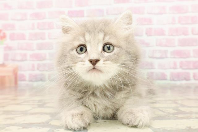 栃木県のマンチカン (Coo&RIKUFKDインターパーク店/2025年6月8日生まれ/男の子/ブルータビー)の子猫の1枚目の画像
