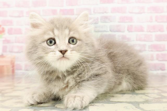 栃木県のマンチカン (Coo&RIKUFKDインターパーク店/2025年6月8日生まれ/男の子/ブルータビー)の子猫の2枚目の画像