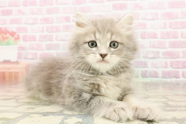 栃木県のマンチカン (Coo&RIKUFKDインターパーク店/2025年6月8日生まれ/男の子/ブルータビー)の子猫の3枚目の画像