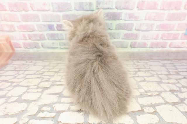 栃木県のマンチカン (Coo&RIKUFKDインターパーク店/2025年6月8日生まれ/男の子/ブルータビー)の子猫の4枚目の画像
