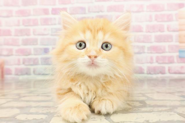 栃木県のマンチカン (Coo&RIKUFKDインターパーク店/2025年6月8日生まれ/女の子/レッドタビー)の子猫の1枚目の画像