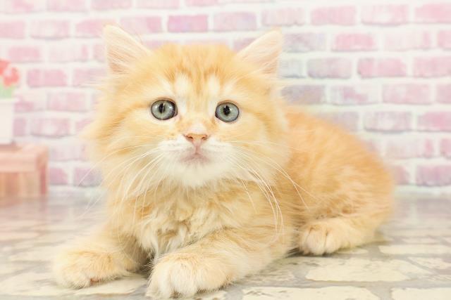 栃木県のマンチカン (Coo&RIKUFKDインターパーク店/2025年6月8日生まれ/女の子/レッドタビー)の子猫の2枚目の画像