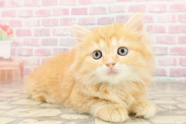 栃木県のマンチカン (Coo&RIKUFKDインターパーク店/2025年6月8日生まれ/女の子/レッドタビー)の子猫の3枚目の画像