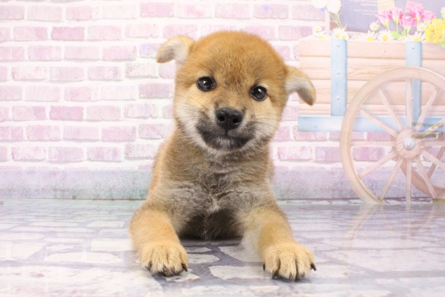 兵庫県の柴犬(標準サイズ) (Coo&RIKU丹波店/2025年6月8日生まれ/男の子/赤)の子犬の1枚目の画像