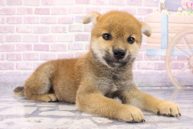 兵庫県の柴犬(標準サイズ) (Coo&RIKU丹波店/2025年6月8日生まれ/男の子/赤)の子犬の2枚目の画像