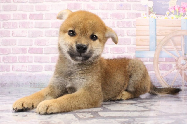 兵庫県の柴犬(標準サイズ) (Coo&RIKU丹波店/2025年6月8日生まれ/男の子/赤)の子犬の3枚目の画像
