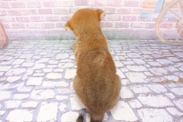 兵庫県の柴犬(標準サイズ) (Coo&RIKU丹波店/2025年6月8日生まれ/男の子/赤)の子犬の4枚目の画像